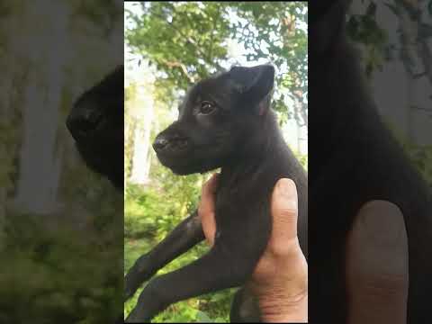 Abandoned  Puppy🐶