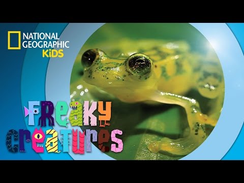 Ninja Frog Kicks Bugs 🐸 | Freaky Creatures