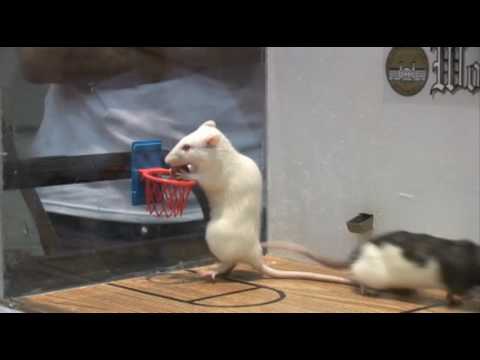 Rat Basketball at Wofford College