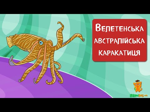 🍀 Дива природи. Явища навколо нас. Велетенські австралійські каракатиці Ascarosepion apama 🌏