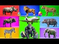 Safari Animal Sounds Song Nursery Rhyme For Kids Learn Animal Names And Sounds