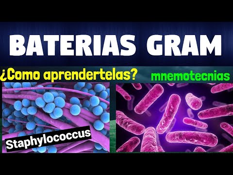 MNEMOTECHNICS GRAM POSITIVE BACTERIA AND GRAM NEGATIVE BACTERIA
