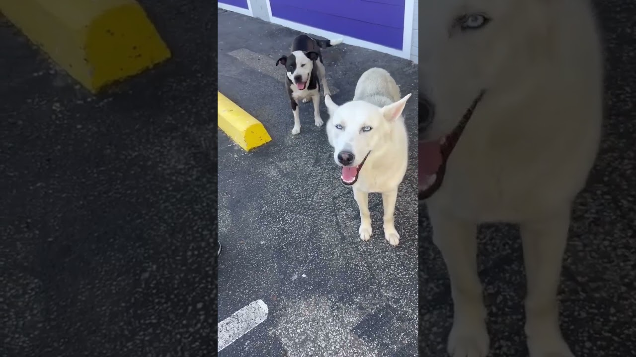 Enlarge Momita, a Adoptable mixed breed in Princeton, MA video 5/5