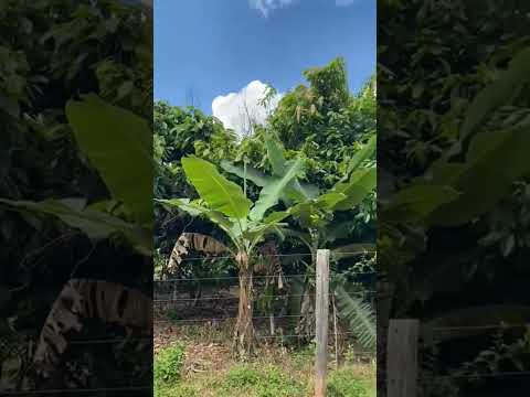 vende si essa terra ela fica na região da p9 tucumã para 23 alqueires pedida 70 mil por alqueires