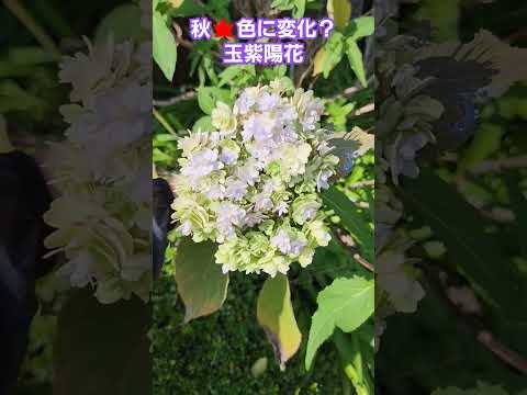 園芸 つるアジサイ