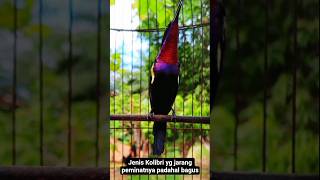 Download lagu king konin konslet #shorts mp3