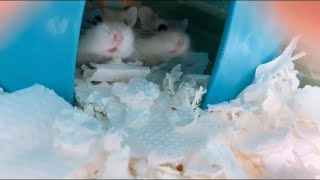 《ご報告》新しい家族が増えました！