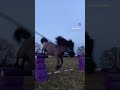 Shetland Pony Can Jump So High!!