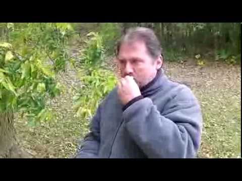 How To Identify Hackberry Tree - Wild Edible Berries