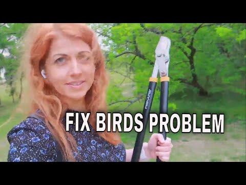 YouTube video about: How to stop birds from pooping on my patio?