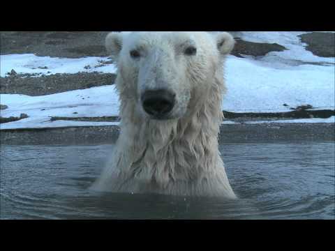 Spying on Polar Bears - Awesome!