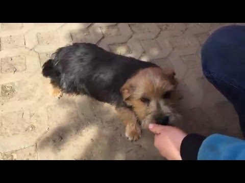 Norwich Terrier puppy for sale