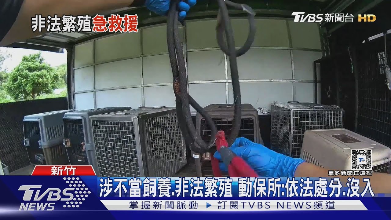環境遭亂!揪非法繁殖場 即刻救援39隻毛孩