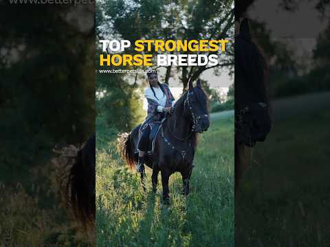 , title : '💪🐴 Top Strongest Horse Breeds | Unleashing Power and Beauty! 🏋️‍♀️🏇'