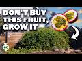 Passion Fruit The Expensive Fruit That S EASY To Grow