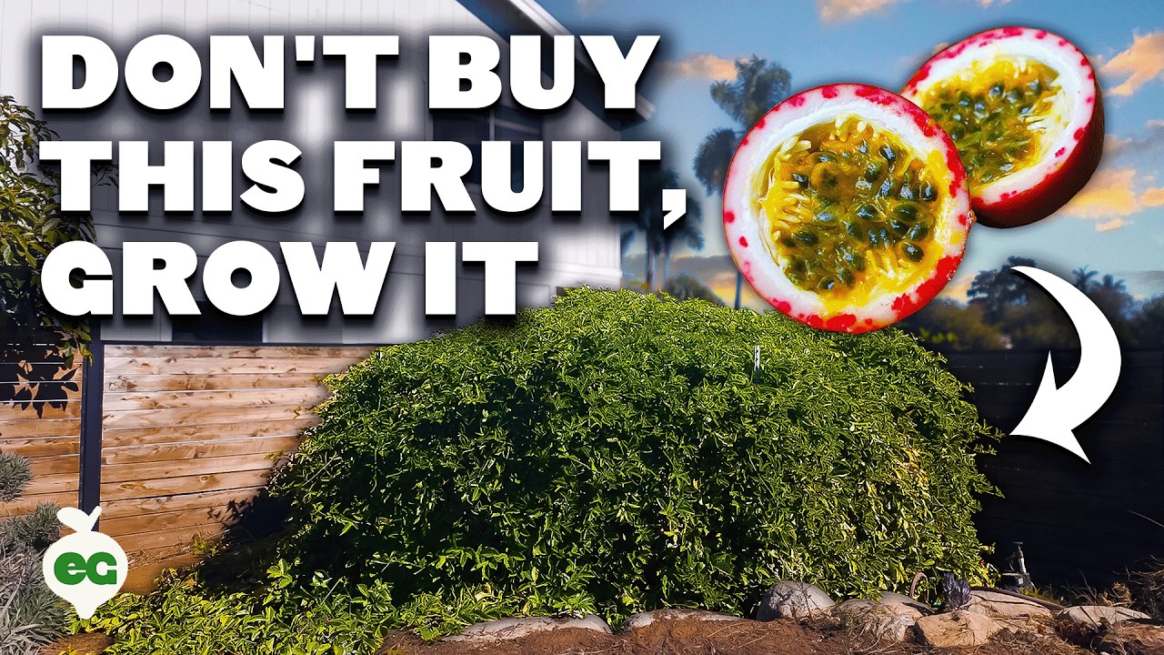 Passion Fruit: The Expensive Fruit That's EASY To Grow