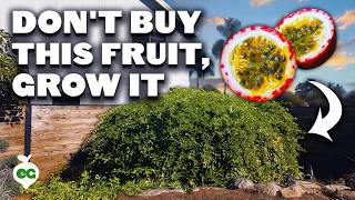 Passion Fruit: The Expensive Fruit That&#39;s EASY To Grow