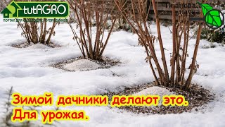 Не дайте саду проголодаться! Важная подкормка зимой. Чем удобрить сад. Удобр?