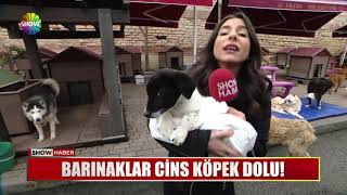 Barınaklar cins köpek dolu!