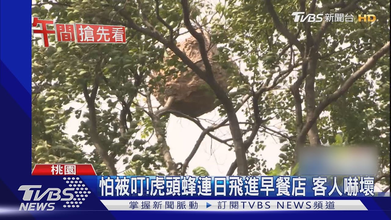 嘸颱風! 高40CM、直徑1M虎頭蜂窩掛樹上