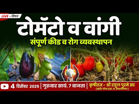 टोमॅटो व वांगी संपूर्ण कीड व रोग व्यवस्थापन