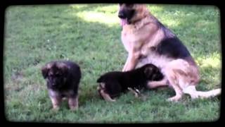 preview picture of video 'Loyal German Shepherds'