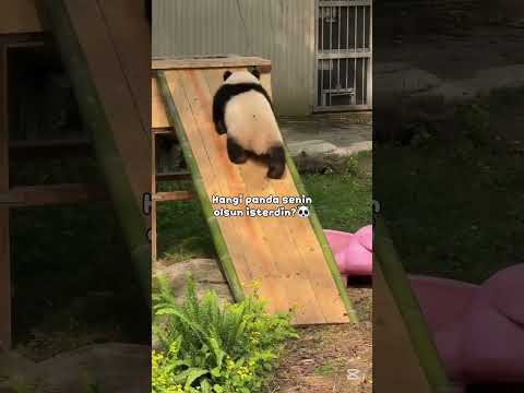 Çok tatlışlar yaaa 🤏 #keşfet #cute #kesfeteyyiz #keşfetbeniöneçıkar #keşfetedüş #panda
