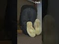 In deze kleine ruimte zaten veel onderduikers in WO2 | RTV Oost