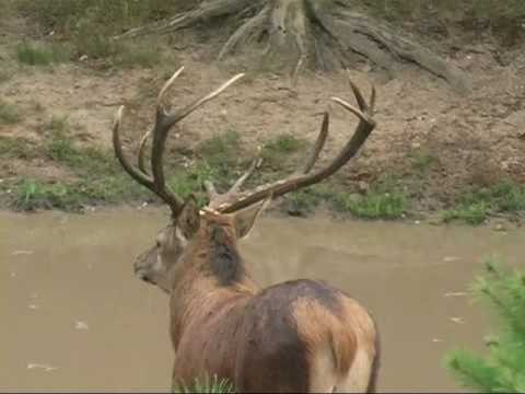 Edelherten bronst, snapshots 2, Veluwe