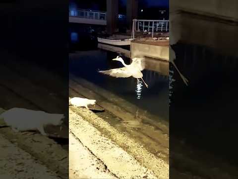 港猫の前に、アオサギの青崎さん着水！