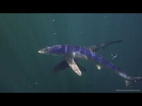 Blue Sharks of Pembrokeshire - The Celtic Deep of Wales.