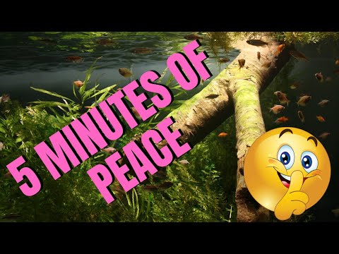 5 minute Aquarium Meditation
