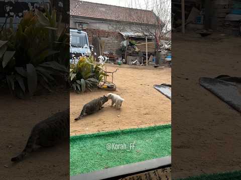 Intenta ayudar pero no le deja