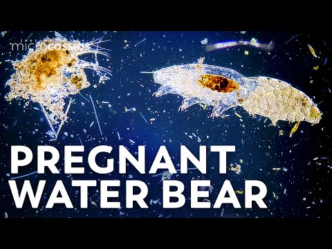 Eating, Hatching, and Crashing into the Moon: More About Tardigrades