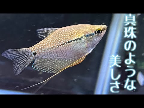 パールグラミーについて詳しく解説