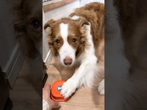 会話ボタンを使いこなす犬達が可愛い😂【ボーダーコリー・オーストラリアンシェパード】#shorts