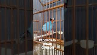 Download lagu tembakan ekek keling gacor mp3