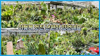 혼자만 알기엔 아까운 난원을 다녀왔습니다!! 서산 흙난원 서양란 투어!!