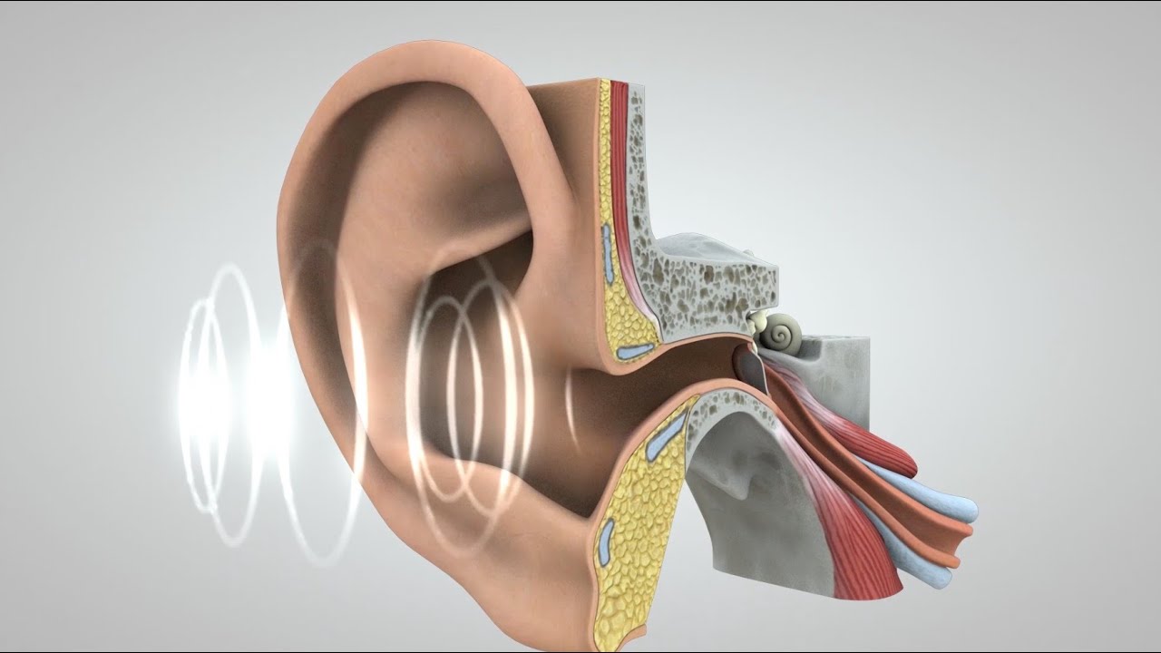 El viaje del sonido al cerebro