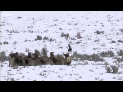 Wolves hunting elk - Yellowstone - BBC