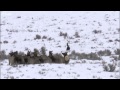 Wolves Hunting Elk Yellowstone BBC