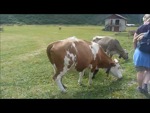Le mucche tornano a casa val Formazza