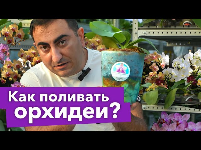 ПОЛИВАЙТЕ ОРХИДЕИ ТОЛЬКО ТАК, и корни не будут гнить, сохнуть и раскисать!