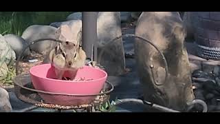 He Found the Third Feeder