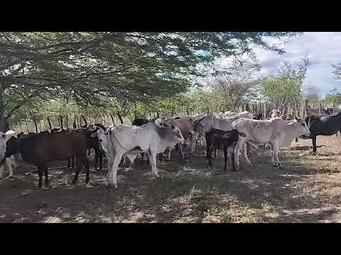 Mais uma linda cavalgada das mulheres em Uauá Bahia 
