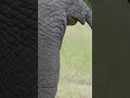 Having A Sh T Day Elephants Go 15 Times A Day Sabi Sands