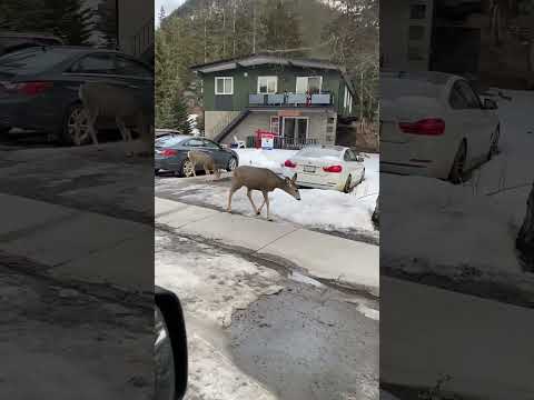 Banff Browsing: Young Deer's Urban Adventure #banff national park #2024 #animals  #spring #shorts