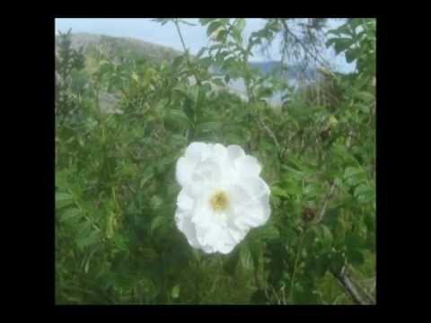 "I heard mother praying for me",sung by bruce poole