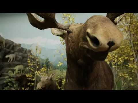 Experts restore KU's legendary panorama