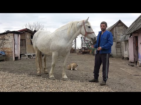 Caii lui Gabi de la Ruseni, Satu Mare - 2020 Nou!!!